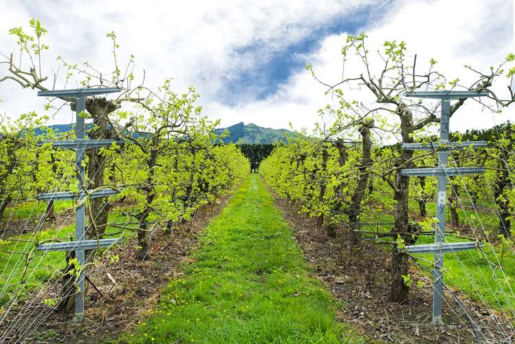 290 Tucker Road Makauri_10