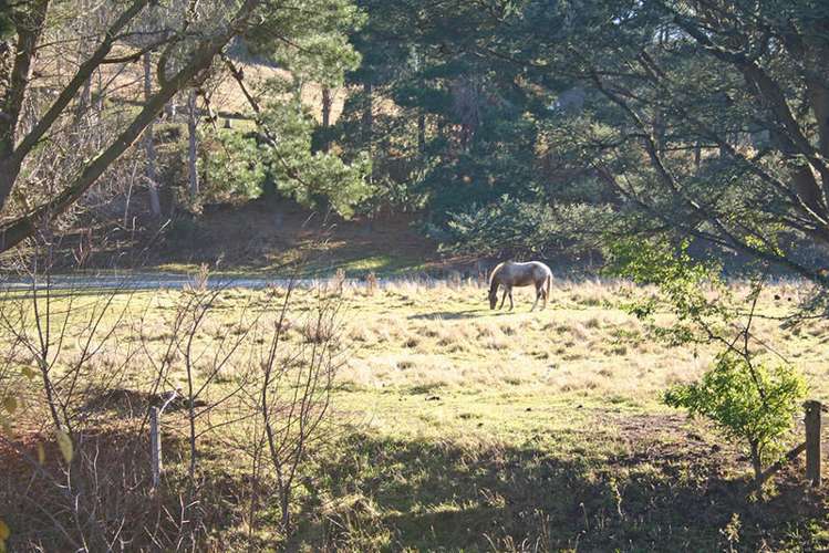 729 Palmerston-Waikouaiti Road Palmerston_16