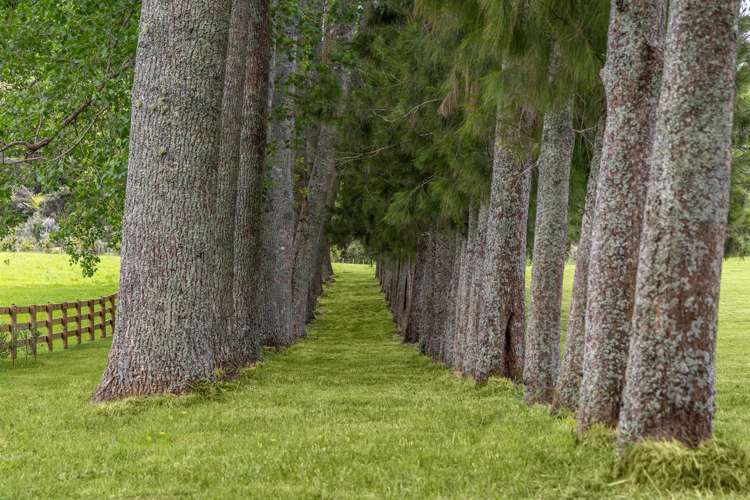 713 Ararimu Valley Road Waimauku_12