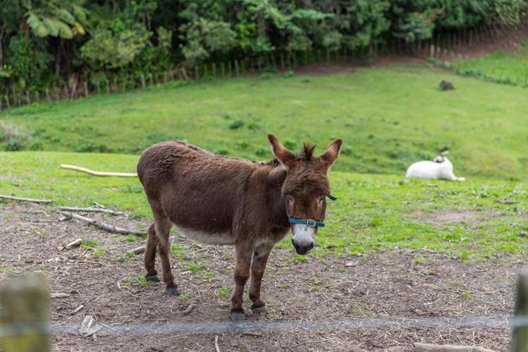 135E(a) McLaren Falls Road Omanawa_9