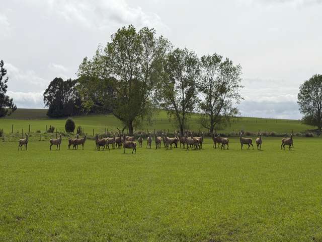 1148 Blackmount Redcliff Road Te Anau_4