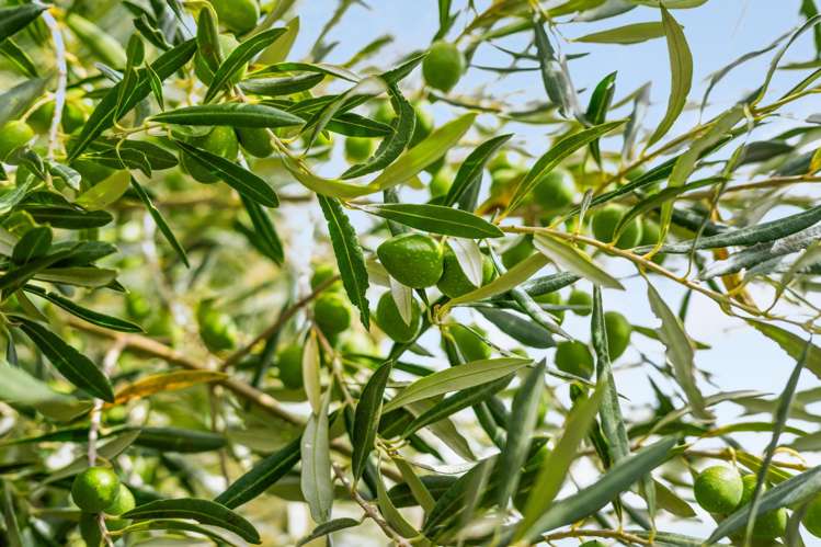 447 Wairau Bar Road Spring Creek_33