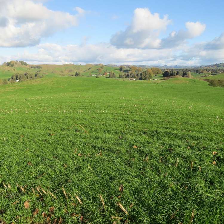 Waitomo Caves Road Waitomo_14