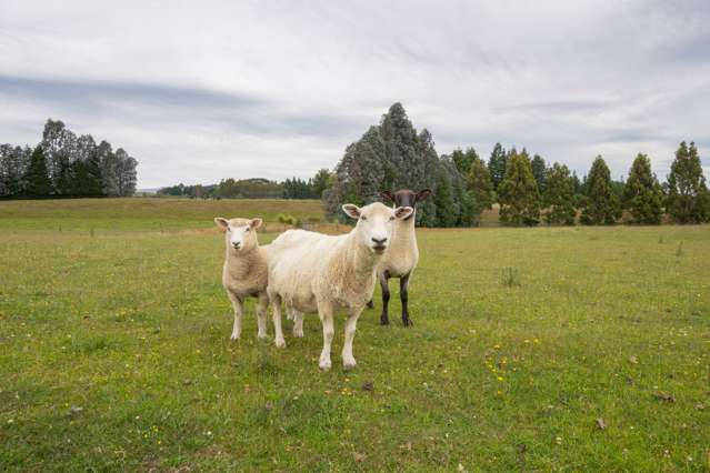 10 Black Lane Te Anau & Surrounds_4