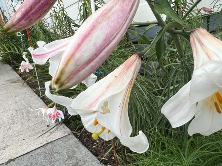 92 Reservoir Street Putaruru_1