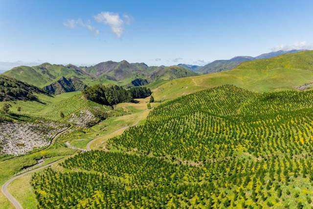 Hawkes Bay - Young Carbon Forests!