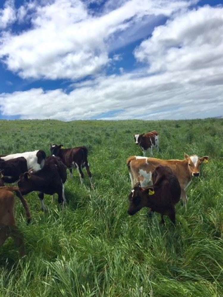 272 Broughton Road Ruawaro_31