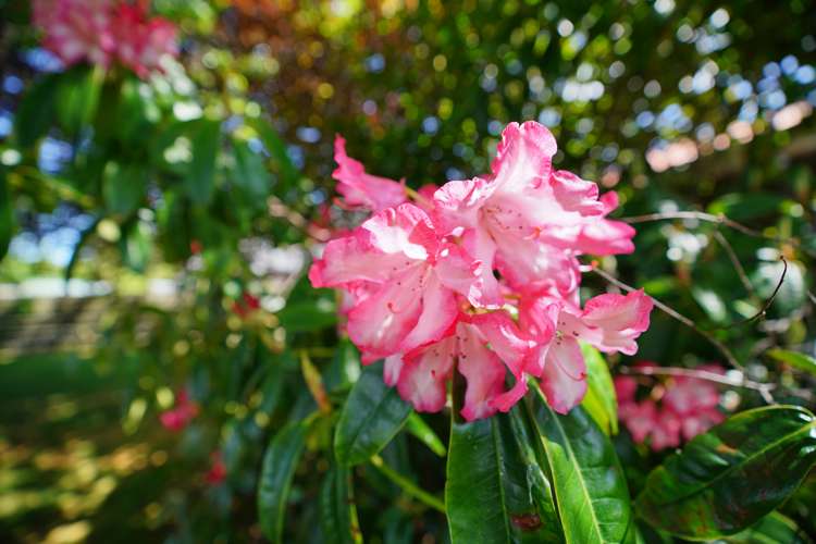 84 Margaret Street Glengarry_16