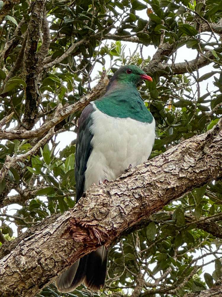 70 Messines Road Karori_17