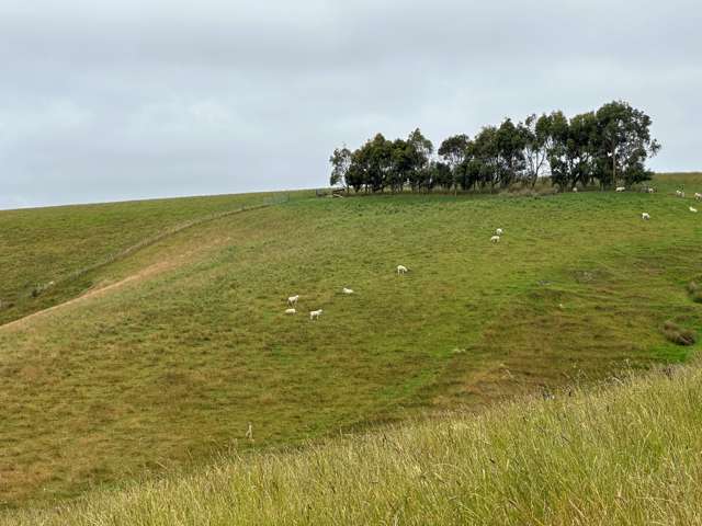 Cameron Road Tapanui_2