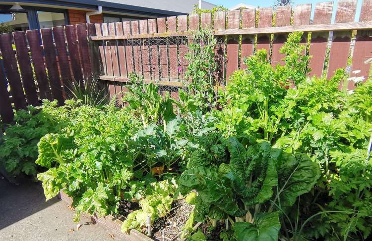 4/93 Avenue Road West End_18