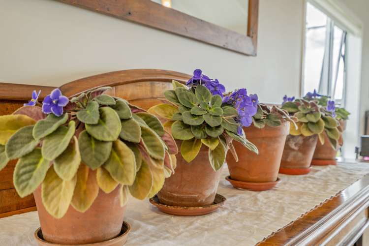 116 Buffalo Beach Sh25 Road Whitianga_8