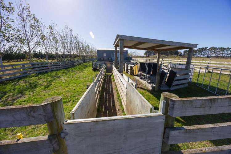 163 Downs Road Himatangi_11