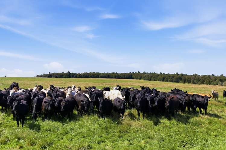 550 Puketapu Road Marotiri_19