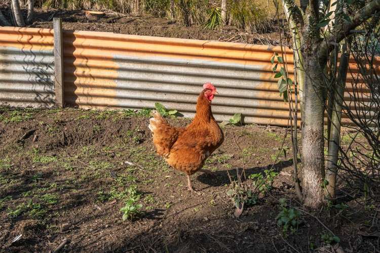 B/1 Goodwin Street Waihola_20