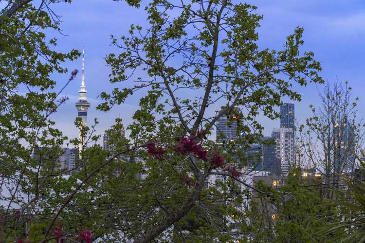 25 Balfour Road Parnell_17