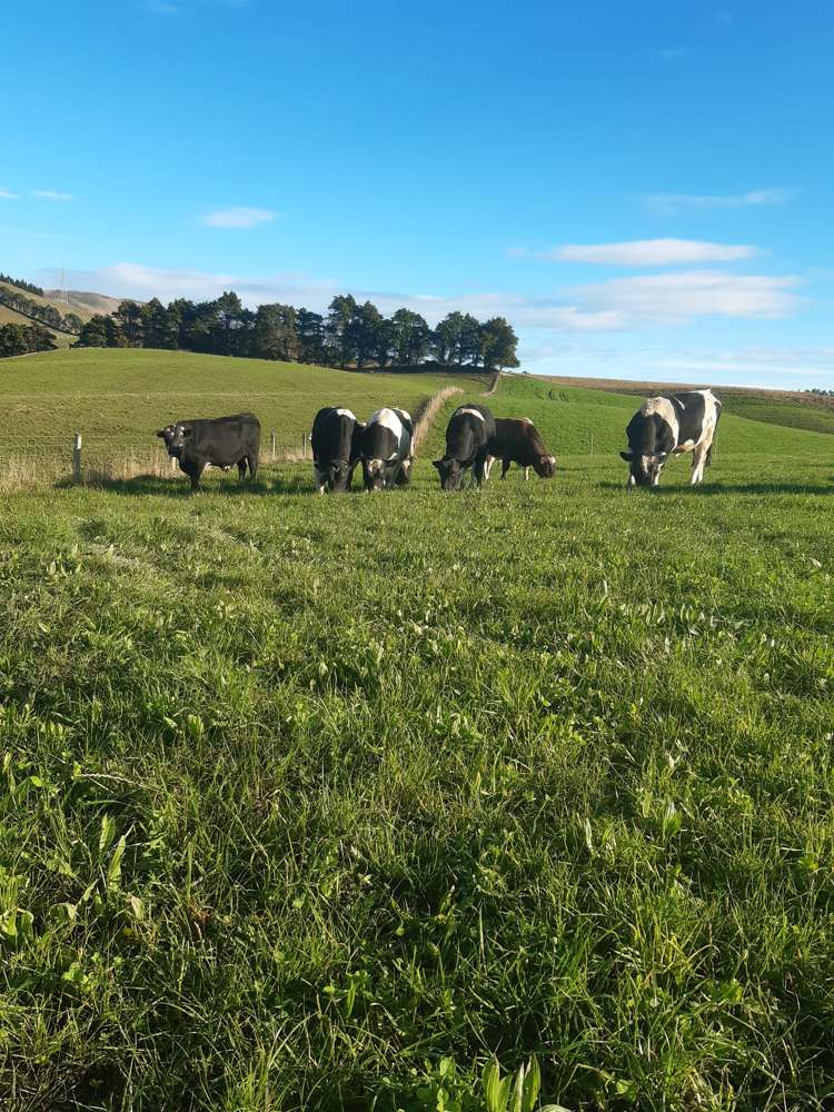 2000 Hillfoot Road Catlins Surrounds_1