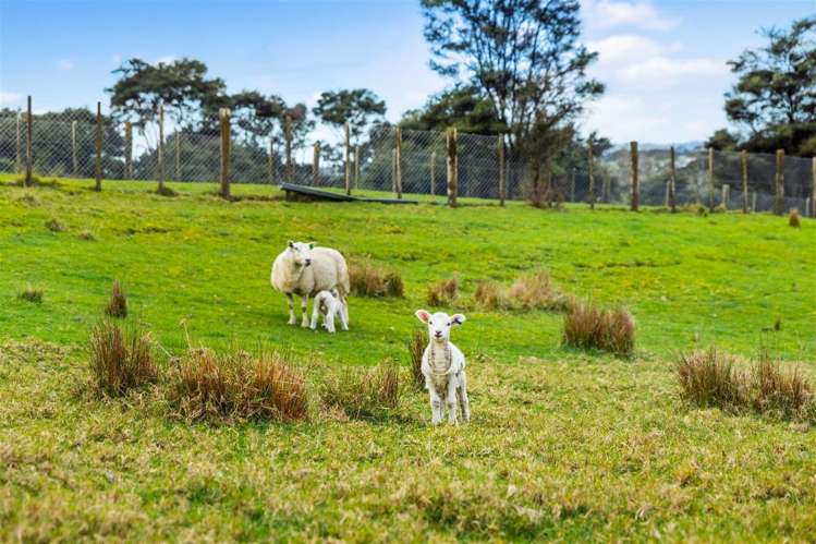 185 Red Hills Road Massey_14