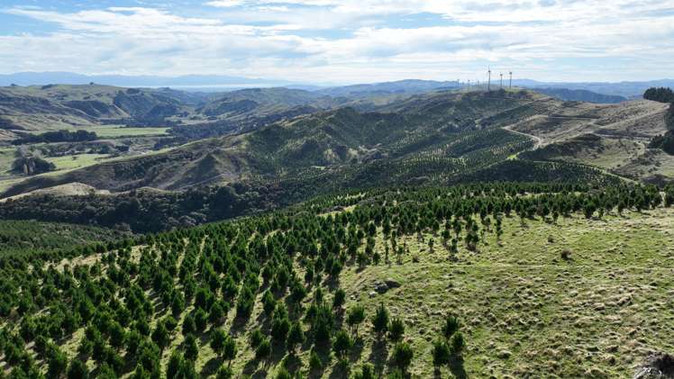 Paruwai Road Ruakokoputuna_4