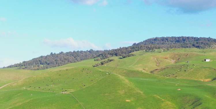 613 Waterworks Road Morrinsville_5