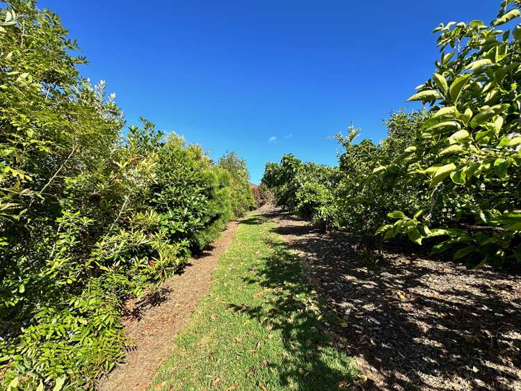 37b Maraenui Drive Kerikeri_5