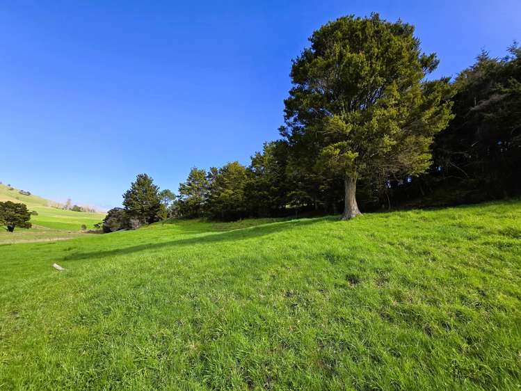 Whakahara Road Dargaville_14