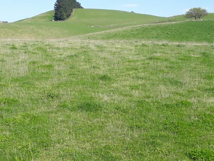 144 Tokarahi-Duntroon Road Five Forks and Surrounds_3