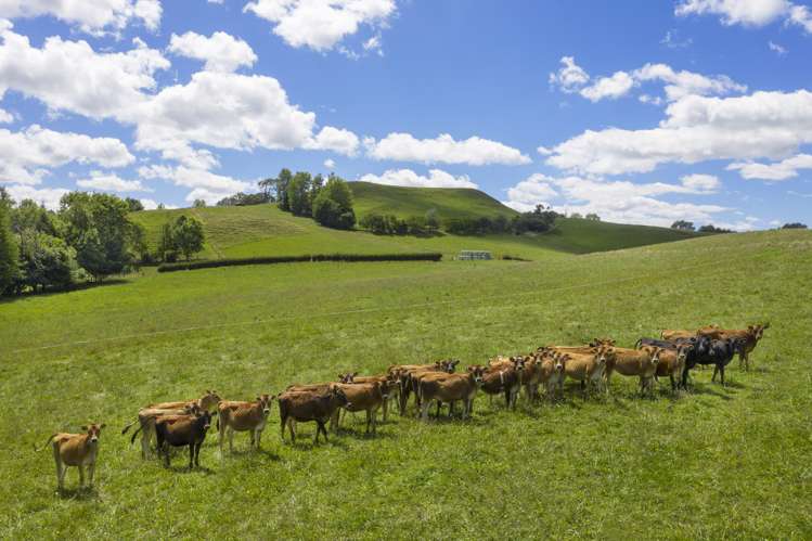 Te Tahi Road Puketotara_17