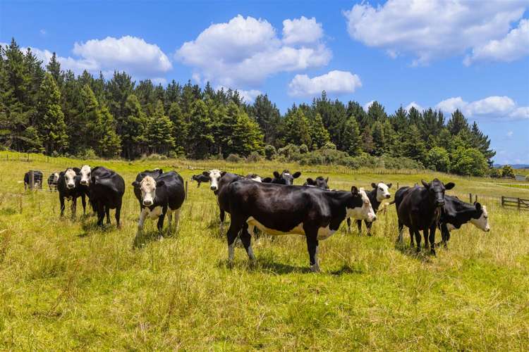 237 J V Grant Road Wellsford_22