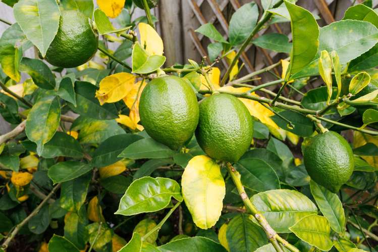 24a Pitama Road Awapuni_22