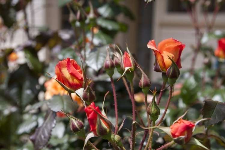 47 Menin Road Raumati South_19