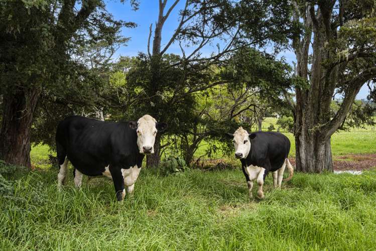 80 Pataua North Road Whareora_26