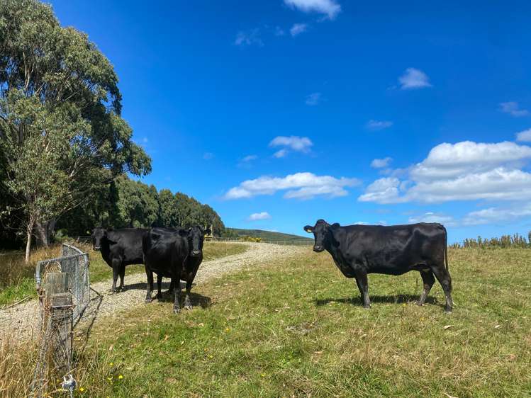 110 Harrison Road Tuatapere_12