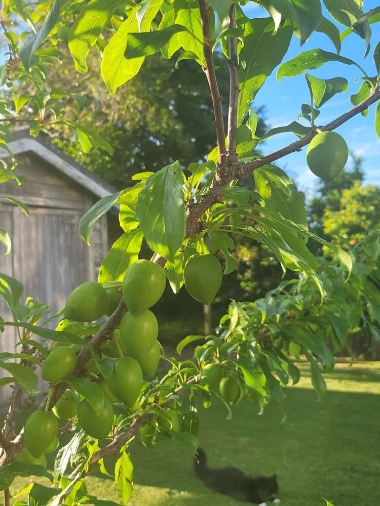 17 Hakanoa Street Huntly_43