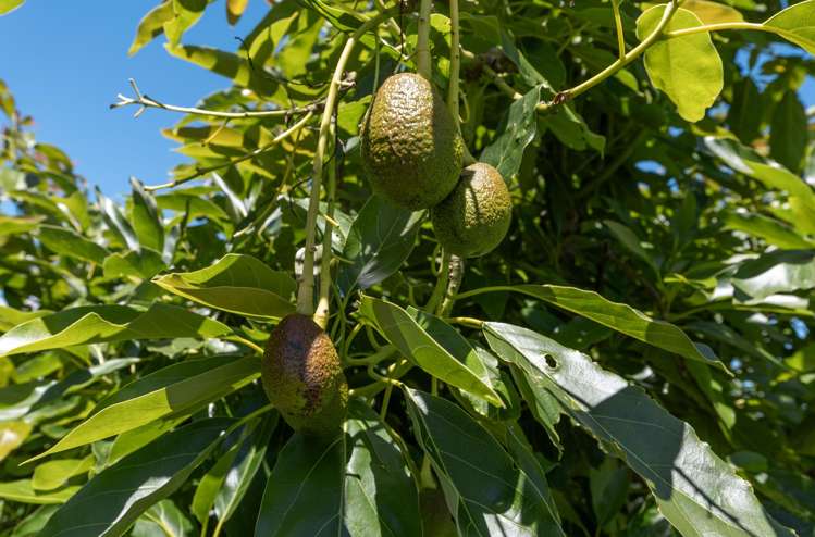 2276 Gordonton Road Taupiri_30