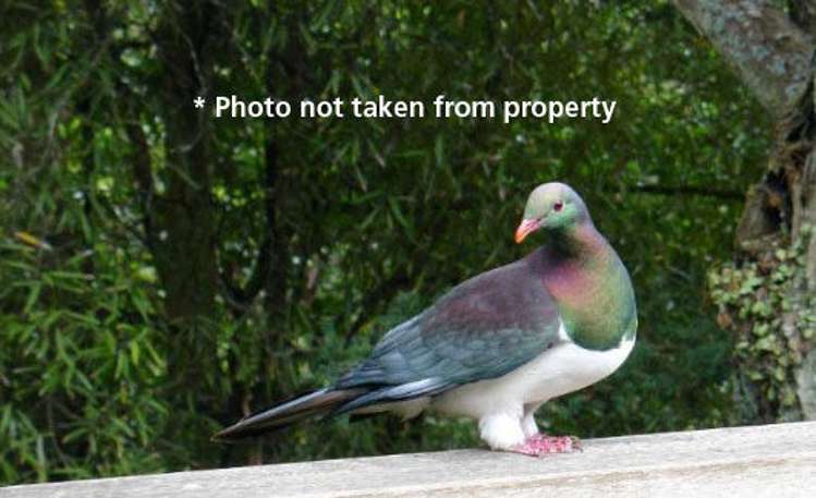 25 Pupuke Road Birkenhead_19