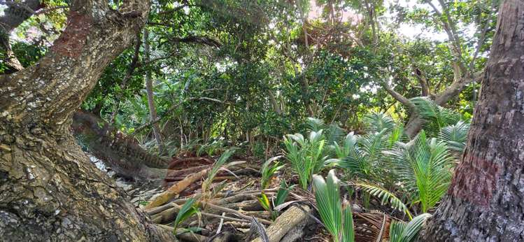 Address withheld Savusavu_8