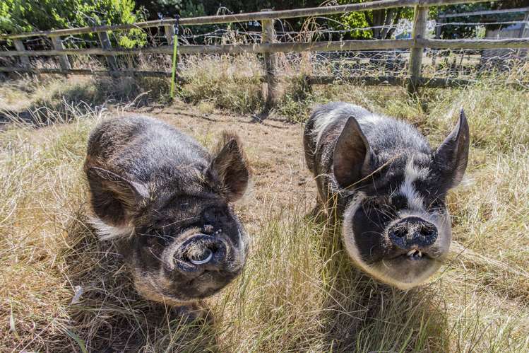 188 Overtons Road Scargill_18