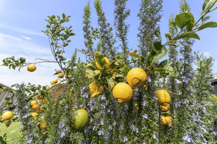 5 Dillon Drive Bell Block_17