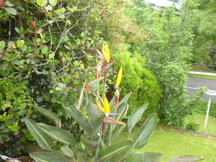 501 Taylor Avenue Te Awamutu_26