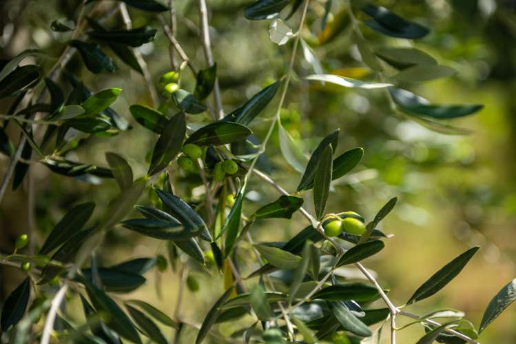 546 Onamalutu Road Onamalutu_31