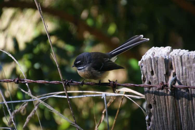 275 Wainui Valley Road Wainui_19