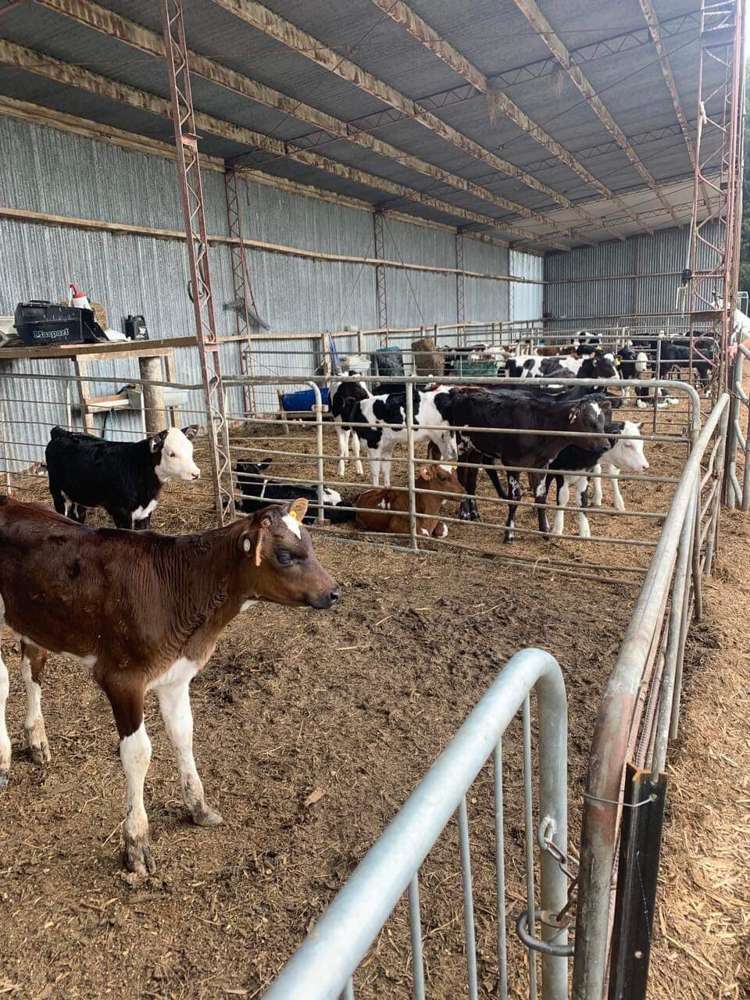 172 Kakariki West Road Eketahuna_8