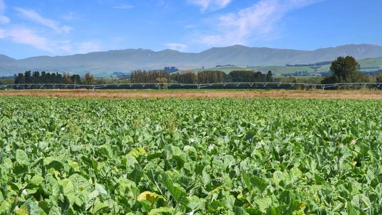 311 Hamilton Road Fairlie_19