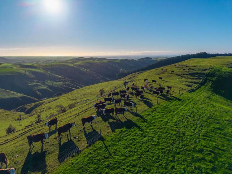 463 Dog Kennel Road Waimate_29