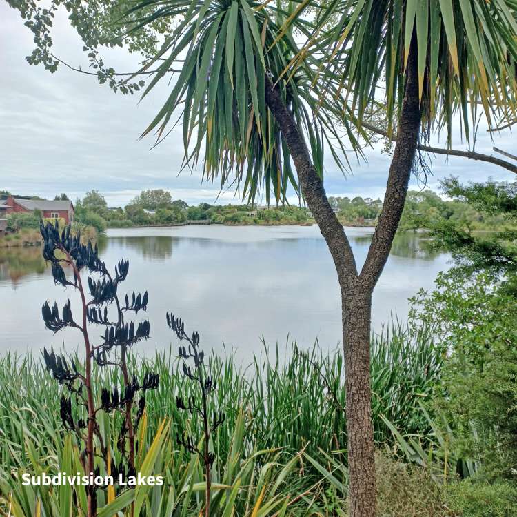 1A/548 Williams Street Kaiapoi_19