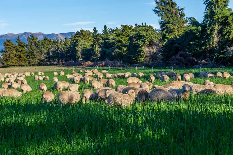 380 Waipara Flat Road Waipara_29