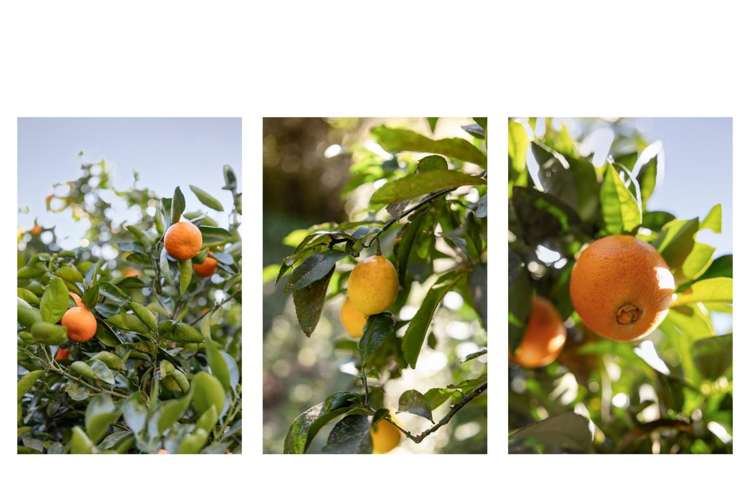 1255 Braemar Road Rotoma_29