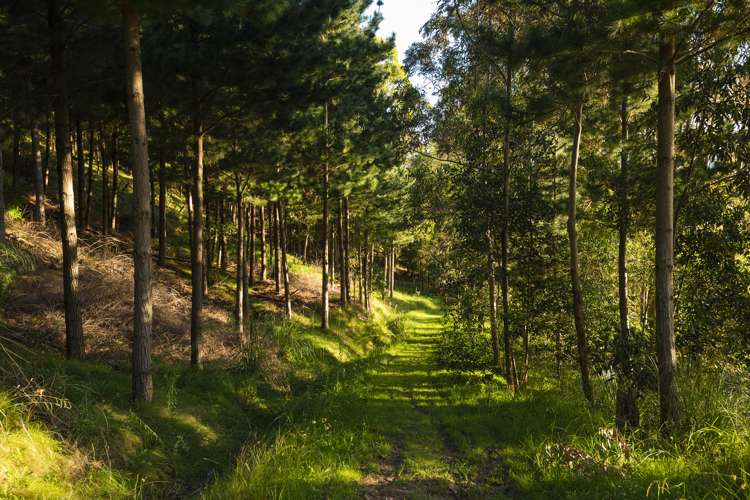 50 Domain Road Ormond_19