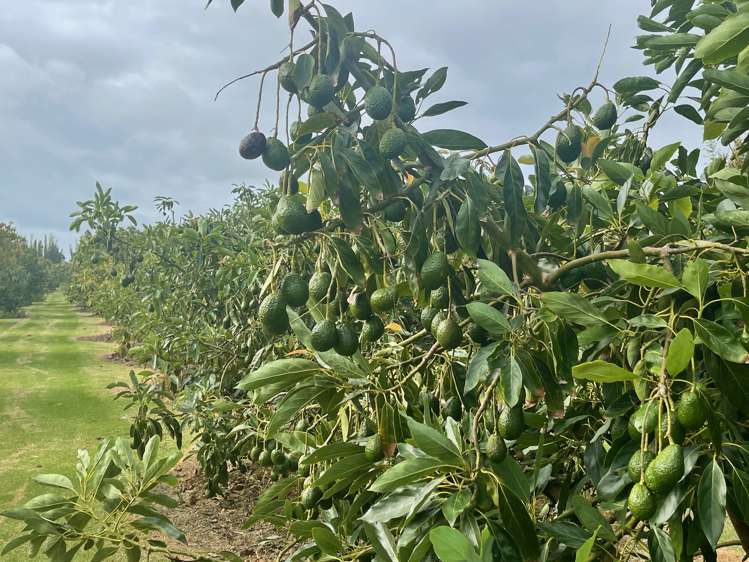 362 Kaimaumau Road Awanui_2